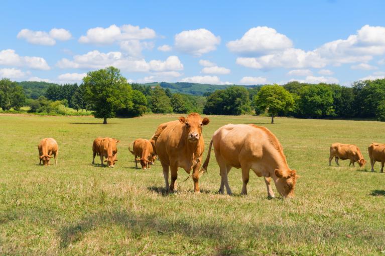 Vaches allaitantes dans champs.jpeg