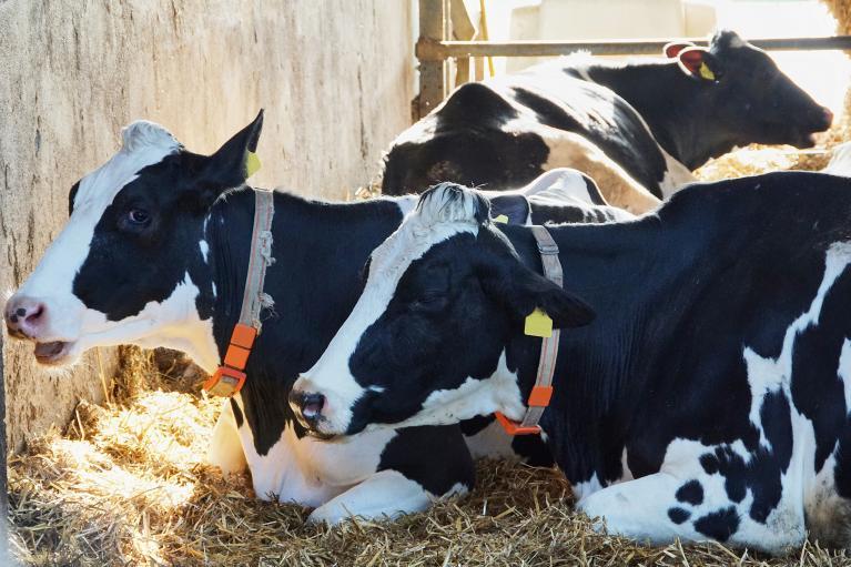 Vaches couchées.jpeg