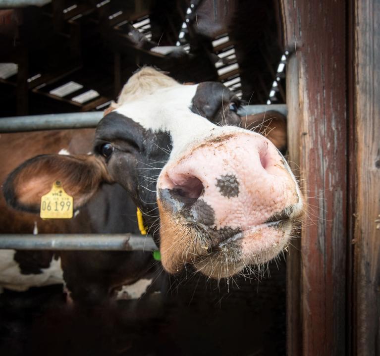 zoom-vache-curieuse-retouche.jpg