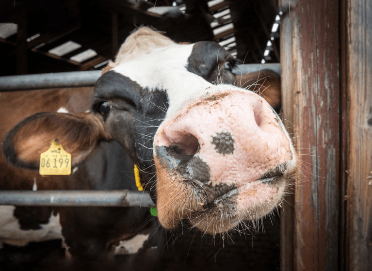 zoom-vache-curieuse.png