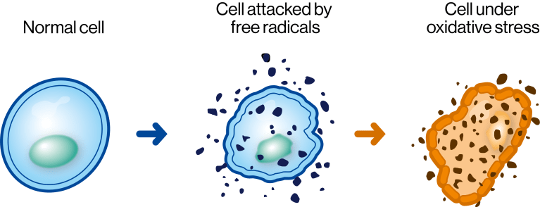 Cell attacked by free radicals